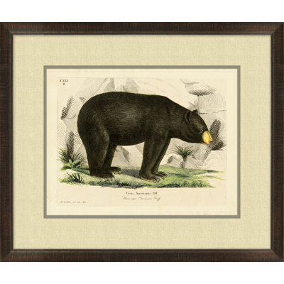 American Bear 2 Print