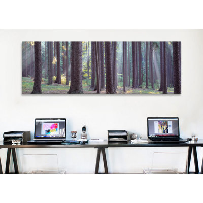 " Trees In The Forest, South Bohemia, Czech Republic #2 " by Panoramic Images