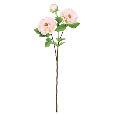 Tiges de pivoines
