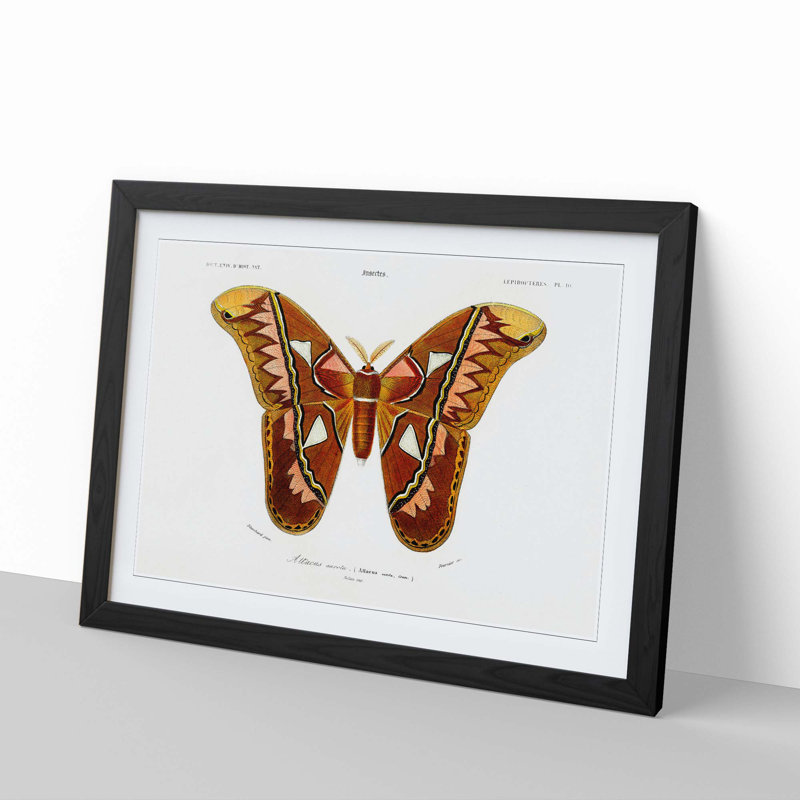 Attacus Atlas Moth by Charles d Orbigny - Framed Print, 24cm H x 33cm W x 2cm D, Black Framed