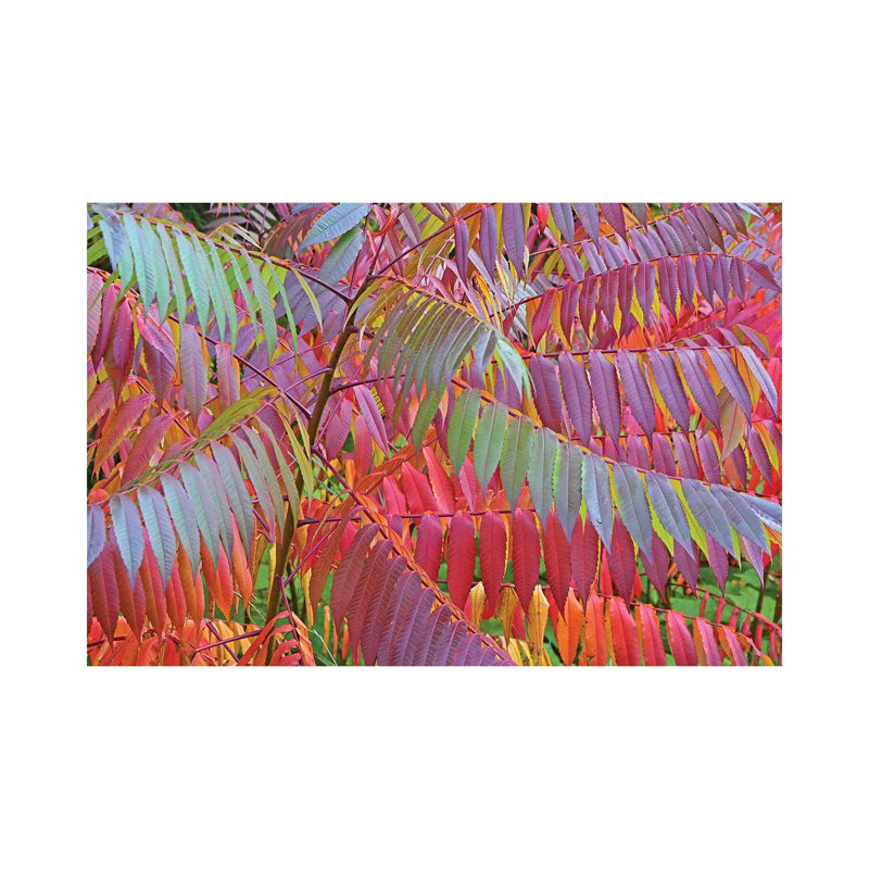 Shades Of Sumac by Brian Wolf - Wrapped Canvas Gallery-Wrapped Canvas Giclée, 20.32cm H x 30.48cm W