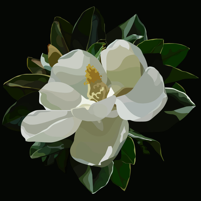 Fleur de magnolia blanc - Photographie sur toile tendue, H 12 po x l 12 po