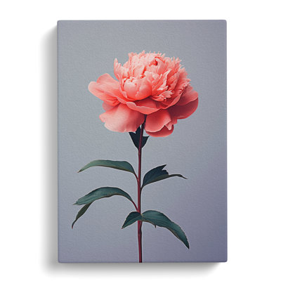 Peony Flower Minimalism - Wrapped Canvas Print