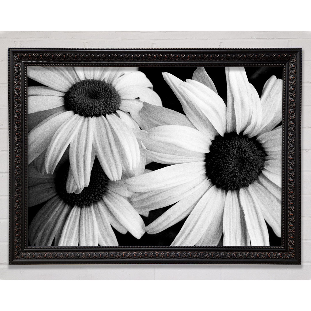 Daisy Petal Beauty B N W - Druck