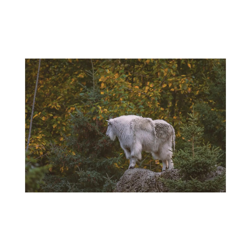 Mountain Goat High by Louis Ruth - Wrapped Canvas Print, 101.6 cm H x 66.04 cm W x 3.175 cm D