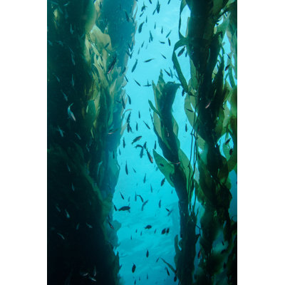 " Underwater Kelp Forest "