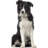 Collie Dog Scotch Collie Rough Collie Prop Cardboard Cutout Standee Standup