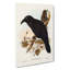 White Eyed Crows by Elizabeth Gould - Wrapped Canvas Print-55305115