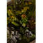 29cm Faux Succulent Plant in Stone Planter