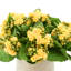 Kalanchoe Arrangement in Fiberstone Pot-1078803485