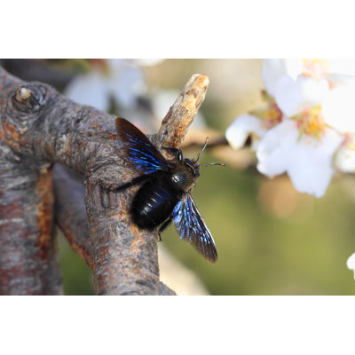 " Carpenter Bee "
