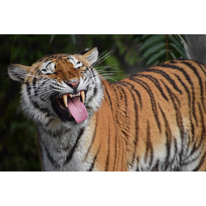 Siberian Amur Tiger - Wrapped Canvas Print, 51cm H x 76cm W x 3.8cm D