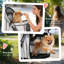 Foldable Pet Stroller-126108413