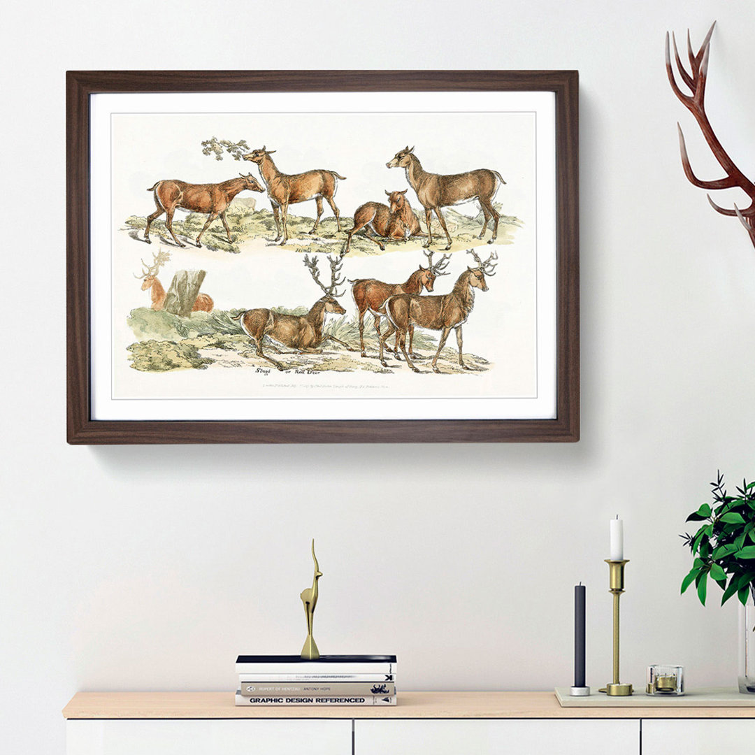 Stags or Red Deer by Henry Alken - Picture Frame Painting Print