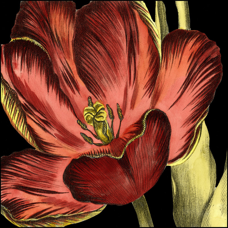 Mini Transitional Tulip III (P) by Vision Studio - Wrapped Canvas Painting, 30cm H x 30cm W