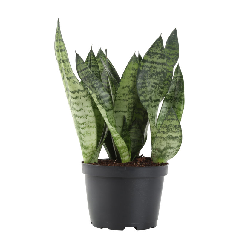 Live Snake Plant in Nursery Pot, 2, 14" H x 6" W x 6" D