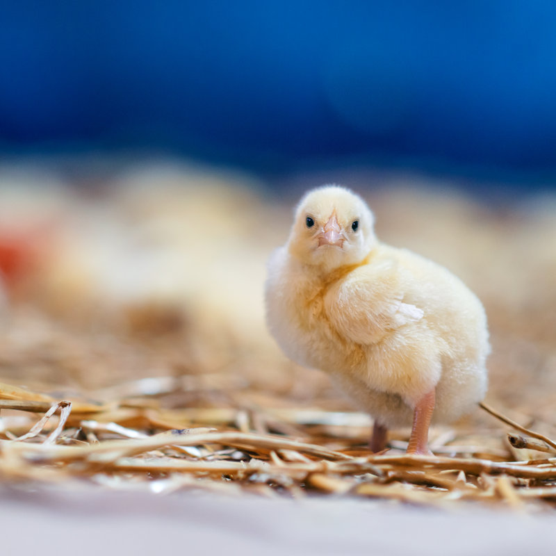Portrait d'un bébé poulet par Dardespot
