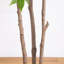8 pi Sumac artificiel