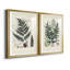 Collection Ferns VI - Cadre photo, reproduction d'art sur papier-1190667013-1190667011