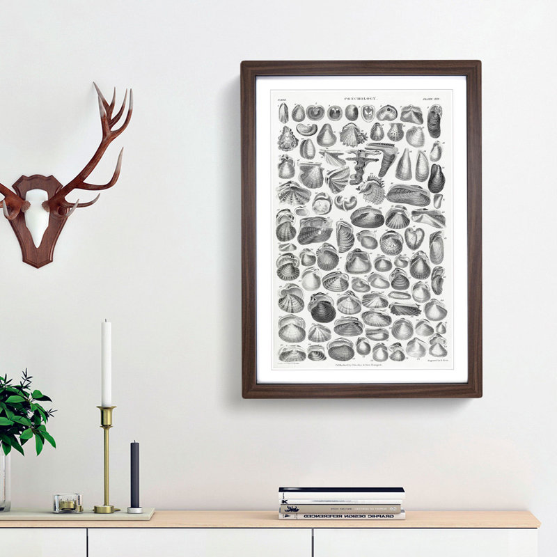 Study of Mollusc Shells XXI by Oliver Goldsmith - Framed Print, Walnut Framed, 65cm H x 48cm W x 2cm D
