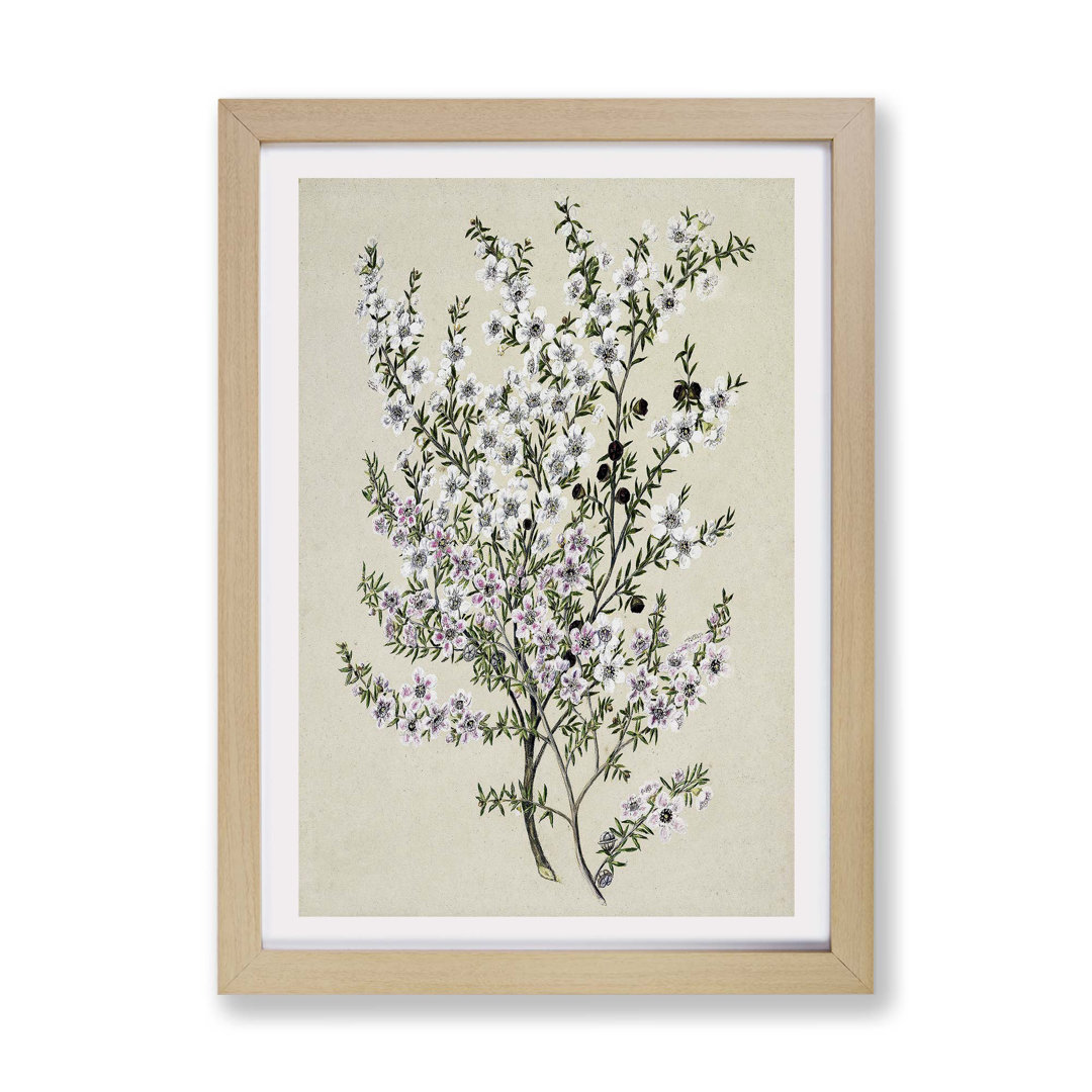 Manuka Flowers by Sarah Featon - Framed Print