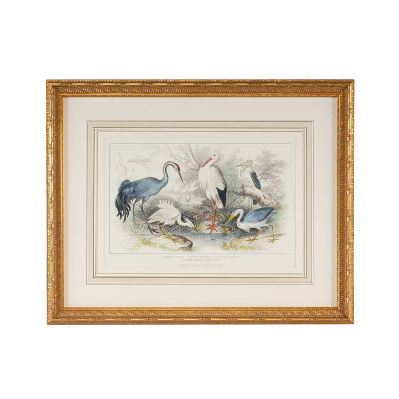 " Herons Egrets & Cranes "