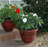Frew Pot Planter-458366411-458366409