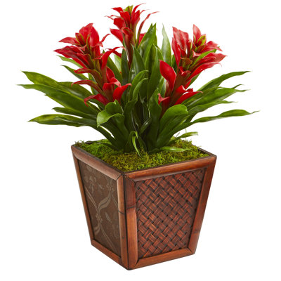 Bromeliad Arrangement in Planter