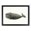 North Pacific Whale by C.M. Scammon - Picture Frame Drawing Print-55617542-55617543