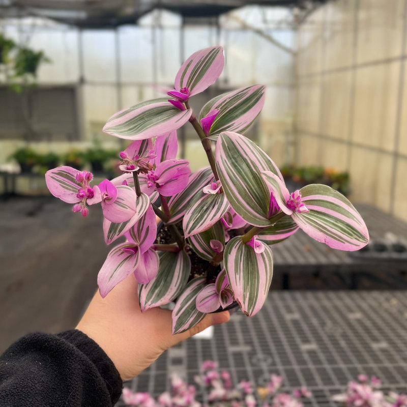 Live Tradescantia Nanouk Plant, Nursery Pot