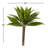 Agave Silk Plant