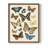 Collected Flutter II Framed Print - Solid Wood-818320081-818320074