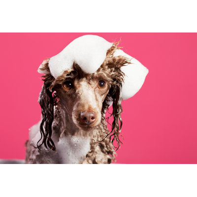 Washing The Dog by Ultramarinfoto