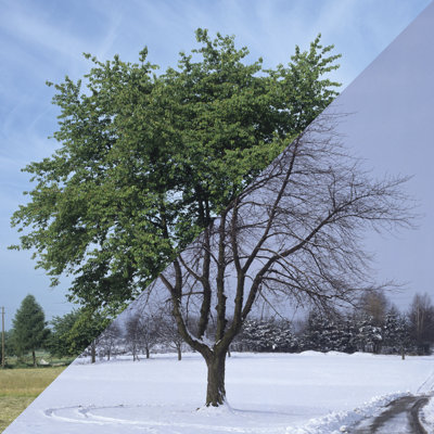 Winter And Summer by Rotofrank - Wrapped Canvas Print