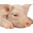 Pig Sleeping Statue