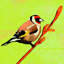 Nid De Plume II Print by Chelsea Art Studio-25705502-25705508