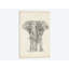 Éléphant croquis II - impression sur toile tendue-30004372-72452914-72452929