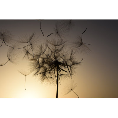 Macro Dandelion Seed by TzahiV - Wrapped Canvas Print