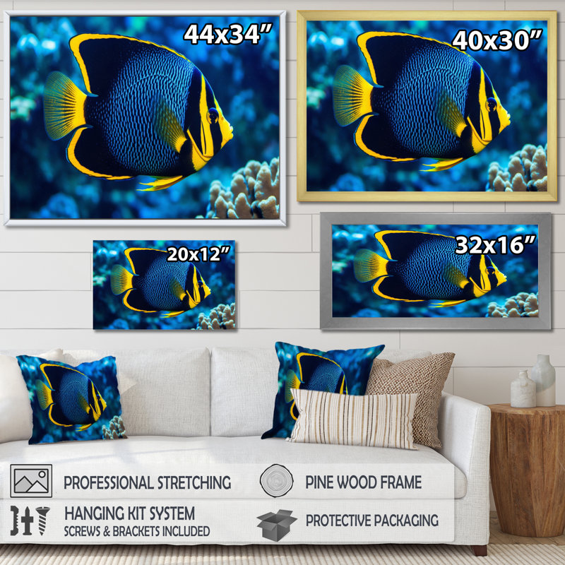 " Finned Fish Wonders II ", 34" H x 44" W x 1.5" D, Wrapped Canvas