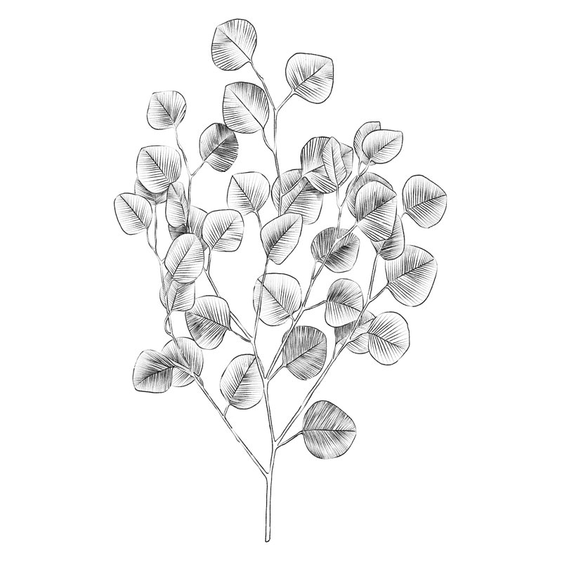 Eucalyptus Sketch I by Emma Scarvey - Wrapped Canvas Print, 122 cm H x 81 cm W, Wrapped Canvas