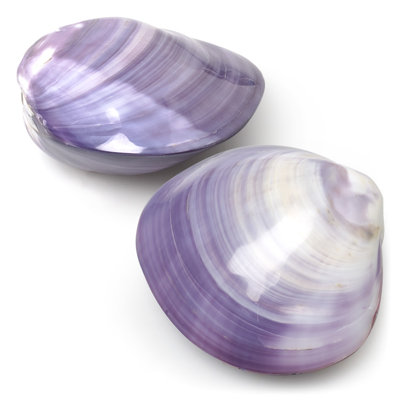Remplissage de vase Shell