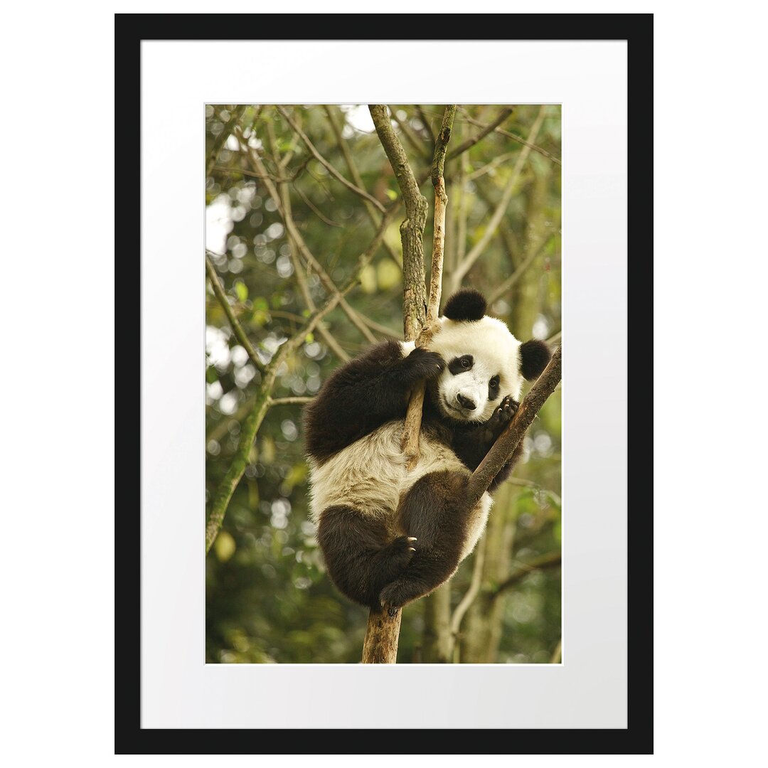 Gerahmtes Poster Niedlicher Pandabär auf Baum