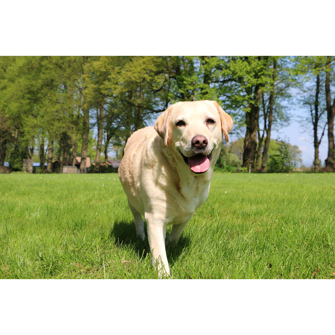 Leinwandbild Walking Labrador von Bianca Grueneberg