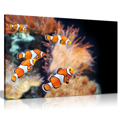 Clown Fish - Wrapped Canvas Print