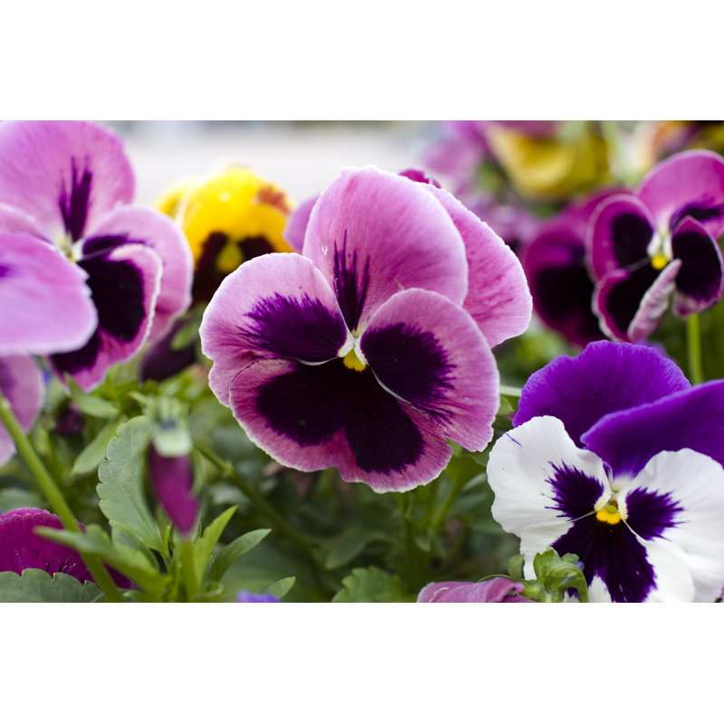 Pansies - Wrapped Canvas Print, 20cm H x 30cm W x 3.8cm D