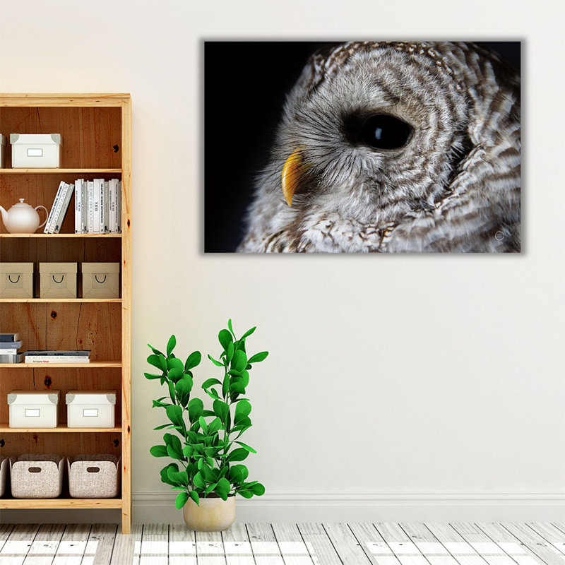 Barred Owl Portrait - reproduction d'art sur toile, H 20 po x l 30 po