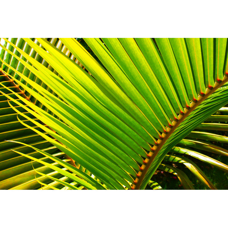 Palm Leaves In Sunlight by Atanasbozhikovnasko - Wrapped Canvas Print, 30cm H x 46cm W