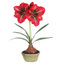 Amaryllis Stem in Decorative Vase