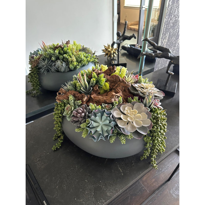 Conception succulente sur un vase circulaire en céramique grise | Arrangement de plantes grasses unique en son genre