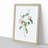 Austrian Briar Rose In Pink by Pierre-Joseph Redoute - Single Picture Frame Painting-55457027-55457026